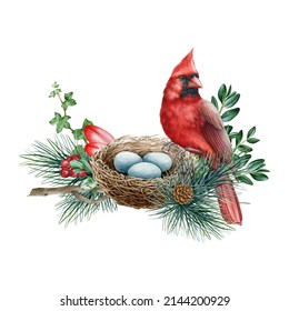 Cardinal bird on the nest in pine branches. Watercolor illustration. Northern red cardinal on the nest with eggs. Forest nature scene. Nesting bird on white background