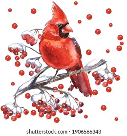 Cardinal birds - a symbol of Christmas. Set of elements for design Isolated on white background. Realistic sketch drawing. Watercolor illustration.