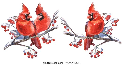 Hand Drawn Cardinal Images Stock Photos Vectors Shutterstock