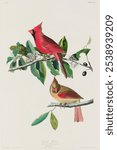 Cardinal Grosbeak by John James Audubon, etched by William Home Lizars. Vintage art drawing of bird illustration print, vintage watercolor illustration of Cardinal Grosbeak birds on branch.