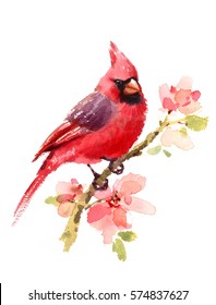 Cardinal Red Bird On a Branch with Flowers Watercolor Hand Drawn Summer Illustration isolated on white background