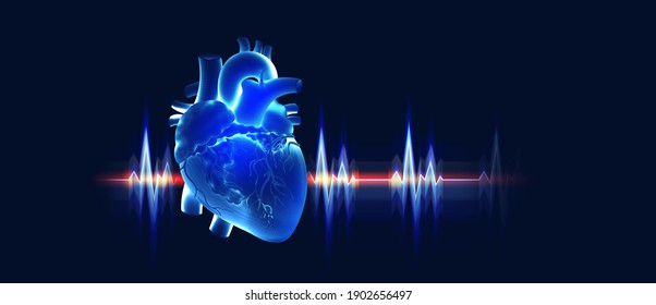 Cardio training. Human heart 3D illustration. Pulse, heartbeat. Heart stress. X-ray Medical illustration