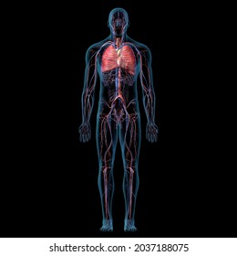 Cardiopulmonary System Full Body Anatomy Front View, 3D Rendering