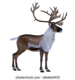 Caribou Buck 3d illustration - The Caribou deer also called a reindeer lives in the northern regions of Europe, Siberia and North America.