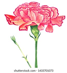 Carnation Clove Pink Watercolor Isolated Flower Stock Illustration ...