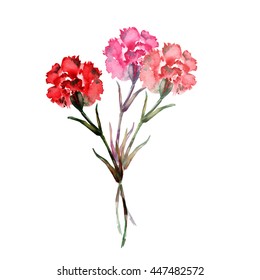 Carnation Flower, Watercolor, Hand Painted