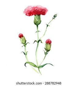 10,112 Carnation Watercolor Images, Stock Photos & Vectors | Shutterstock