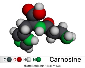 Carnosine Dipeptide Molecule. It Is Anticonvulsant, Antioxidant, Antineoplastic Agent, Human Metabolite. Molecular Model. 3D Rendering. Illustration