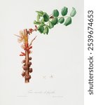 Carob flower (Ceratonia siliqua) from Pomona Italiana (1817 - 1839) by Giorgio Gallesio. Vintage Carob flower botanical art illustration, old Carob flower flower painting, botanical art print.