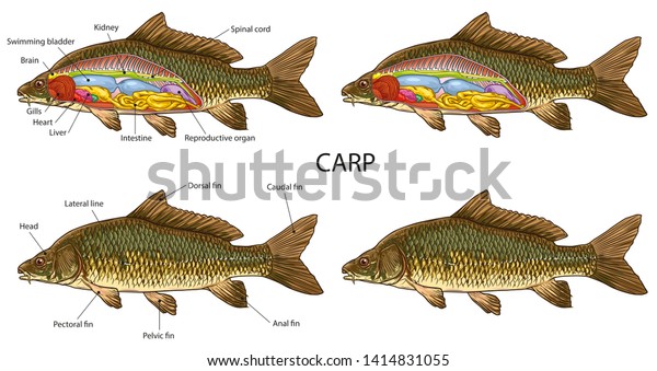 鯉の基本解剖図 のイラスト素材