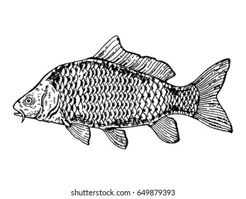 Hand Drawn Sketch Fish Vector Illustration Stock Vector (Royalty Free ...