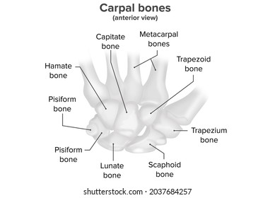 Carpal bones, anterior view, anatomy