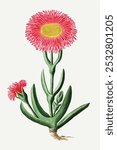 Carpobrotus quadrifidus L. Bolus (1777-1786) painting in high resolution by Robert Jacob Gordon. Vintage pink flower art drawing, flower art print, old illustration, flower painting.