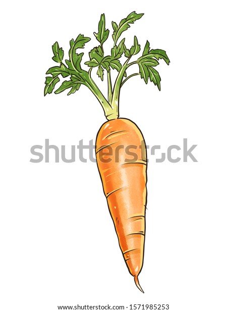 Carrot Hand Drawn On White Background Stock Illustration Shutterstock