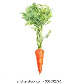 Carrot Watercolor Illustration