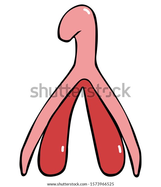 Cartoon art\
illustration of the female reproductive system of the clitoris.\
Separately on a white background. The theme of feminism and female\
genital organs. Hand drawn color\
illustration