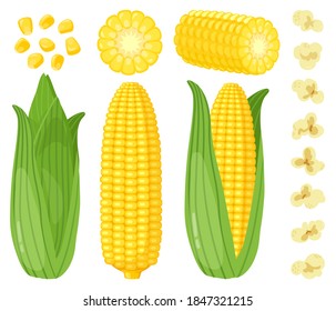 Cartoon corn. Maize vegetables, golden sweet corn cob, popcorn and corn grains, rich agriculture harvest  illustration set. Organic food, hulled product and with husk isolated on white