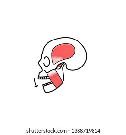 Cartoon Drawing Of Human Skull With Muscle Of Mastication Isolated On White Background