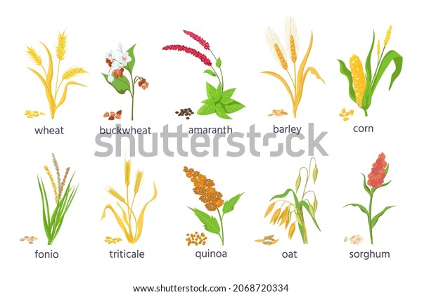 Cartoon Farm Cereal Crops Grain Grass Stock Illustration 2068720334 ...