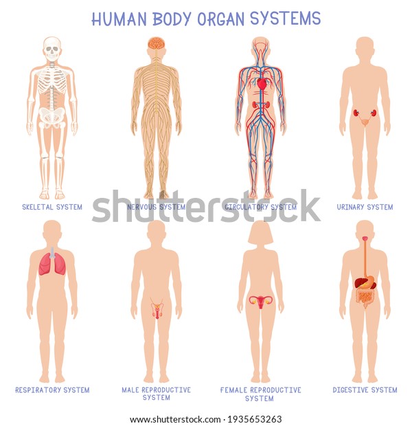 Cartoon human body organs systems.\
Anatomical biology systems, skeleton, nervous and reproductive\
system. Human biology organ scheme  illustration\
set