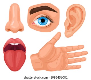 Nose, Ear, Tongue, Eye And Skin Images, Stock Photos & Vectors 