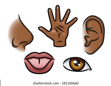 A cartoon illustration depicting the 5 senses. Smell, touch, hearing, taste and sight. Raster.