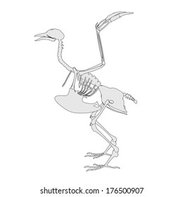 312 Pigeon skeleton Images, Stock Photos & Vectors | Shutterstock