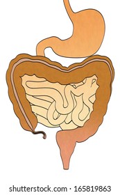 Cartoon Image Of Digestive System