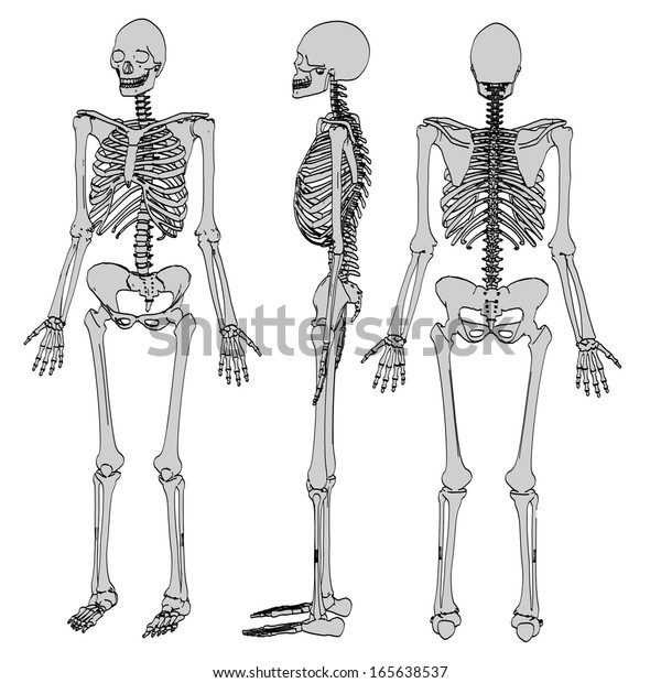 Cartoon Image Female Skeleton Stock Illustration 165638537 | Shutterstock