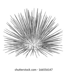 Sea Urchin Drawings High Res Stock Images Shutterstock