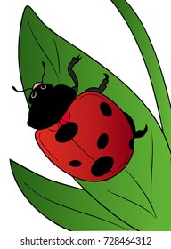 Cartoon Ladybird On Leaf On White Stock Illustration 728464312 ...