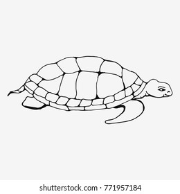 Turtle Doodle Vector Hand Drawing Stock Vector (Royalty Free ...