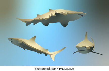 Shark Anatomy High Res Stock Images Shutterstock