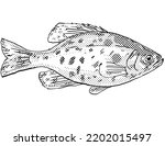 Cartoon style drawing of a black crappie or Pomoxis nigromaculatus freshwater fish found in North America with halftone dots on isolated background in black and white.