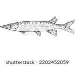 Cartoon style line drawing of a chain pickerel or Esox niger  freshwater fish endemic to North America with halftone dots shading on isolated background in black and white.