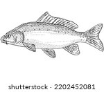 Cartoon style line drawing of a Eurasian or European carp, Cyprinus carpio, or  common carp freshwater fish endemic to North America with halftone dots shading on isolated background black and white.