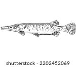 Cartoon style line drawing of a Florida gar or Lepisosteus platyrhincus, a freshwater fish endemic to North America with halftone dots shading on isolated background in black and white.