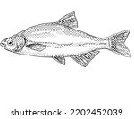 Cartoon style line drawing of a golden shiner or Notemigonus crysoleucas,  a freshwater fish endemic to North America with halftone dots shading on isolated background in black and white.
