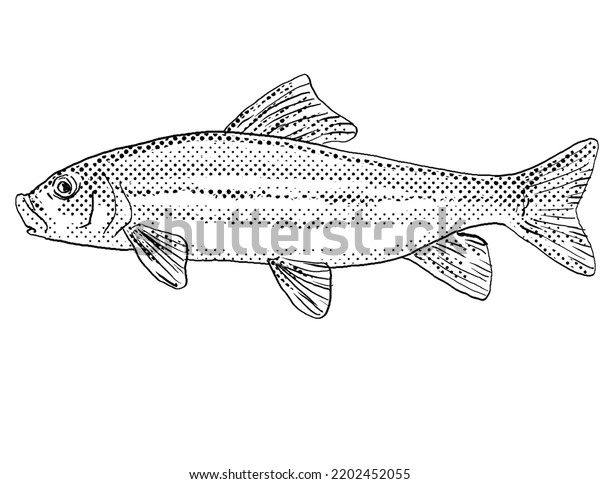 Cartoon Style Line Drawing Golden Redhorse Stock Illustration ...