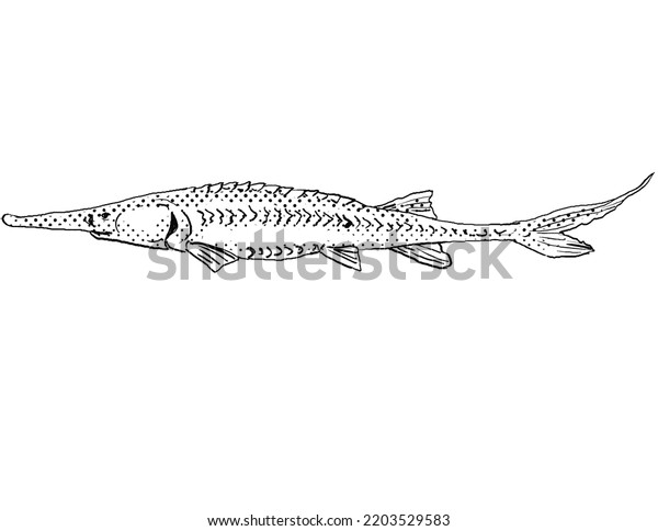 Cartoon Style Line Drawing Pallid Sturgeon Stock Illustration ...