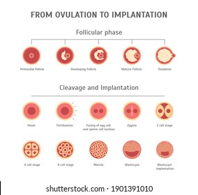 Cartoon In Vitro Fertilization Card Poster Pregnancy, Reproduction Treatment and Health Care Concept Flat Design Style. illustration