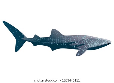 Cartoon Whale Shark Isolated On White Stock Illustration 1203445111 ...