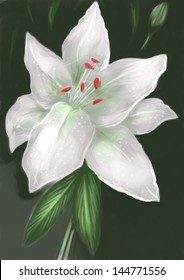 Casablanca lily digital illustration