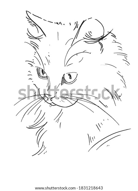 Cat Big Eyes Sketch Stock Illustration 1831218643 Shutterstock