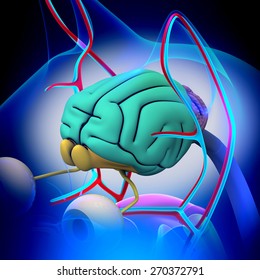 Cat Brain Anatomy