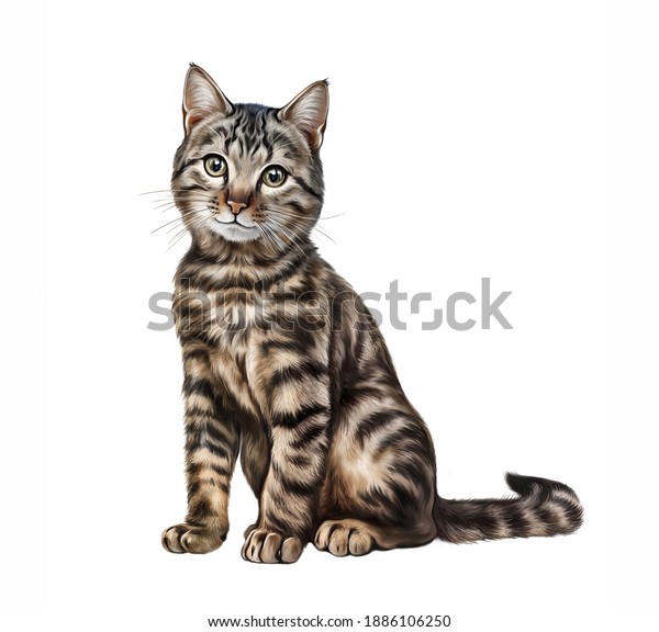 Illustration De Dessin Realiste Du Chat Illustration De Stock