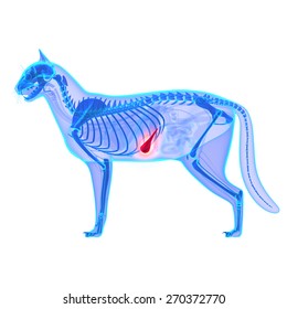 Cat Gallbladder - Felis Catus Anatomy