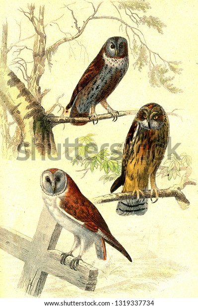 Cat Hooting Owl Barn Vintage Engraved Stock Illustration 1319337734