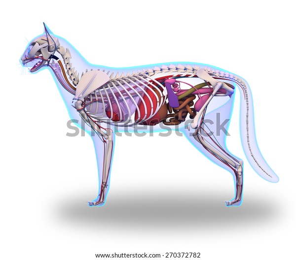 Cat Internal Organs Anatomy Stock Illustration 270372782