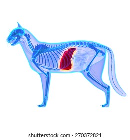 Cat Liver - Felis Catus Anatomy